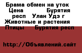 Брама обмен на уток › Цена ­ 1 000 - Бурятия респ., Улан-Удэ г. Животные и растения » Птицы   . Бурятия респ.